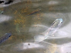 ブラジリア ブラジルの世界遺産 Brasilia worldheritage Brazil