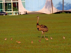 ブラジリア ブラジルの世界遺産 Brasilia worldheritage Brazil