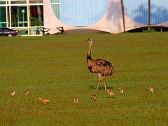 uWA@uW̐EY Brasilia@worldheritage Brazil