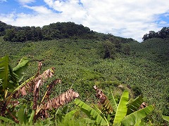 大西洋岸森林南東部の保護区群 Atlantic Forest South-East Reserves