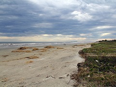 大西洋岸森林南東部の保護区群 Atlantic Forest South-East Reserves
