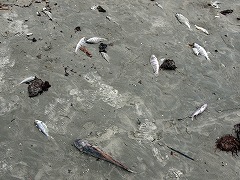 大西洋岸森林南東部の保護区群 Atlantic Forest South-East Reserves