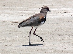 大西洋岸森林南東部の保護区群 Atlantic Forest South-East Reserves