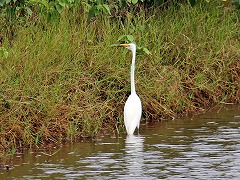 大西洋岸森林南東部の保護区群 Atlantic Forest South-East Reserves