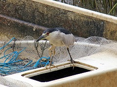 大西洋岸森林南東部の保護区群 Atlantic Forest South-East Reserves