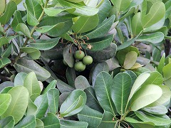 大西洋岸森林南東部の保護区群 Atlantic Forest South-East Reserves