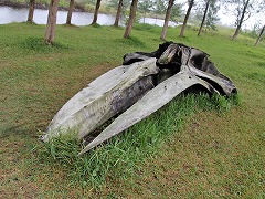 大西洋岸森林南東部の保護区群 Atlantic Forest South-East Reserves