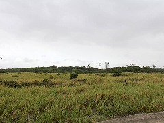 大西洋岸森林南東部の保護区群 Atlantic Forest South-East Reserves