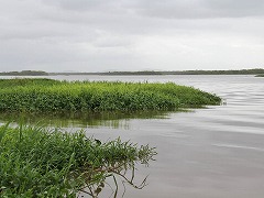 大西洋岸森林南東部の保護区群 Atlantic Forest South-East Reserves