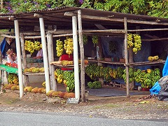 大西洋岸森林南東部の保護区群 Atlantic Forest South-East Reserves
