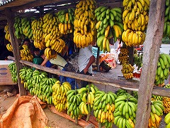 大西洋岸森林南東部の保護区群 Atlantic Forest South-East Reserves