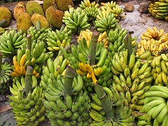 大西洋岸森林南東部の保護区群 Atlantic Forest South-East Reserves