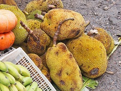 大西洋岸森林南東部の保護区群 Atlantic Forest South-East Reserves