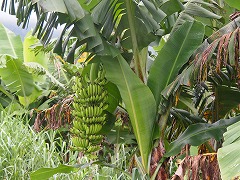 大西洋岸森林南東部の保護区群 Atlantic Forest South-East Reserves