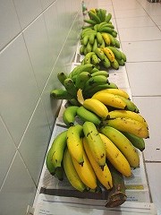 大西洋岸森林南東部の保護区群 Atlantic Forest South-East Reserves