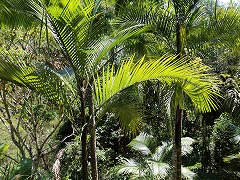 大西洋岸森林南東部の保護区群 Atlantic Forest South-East Reserves