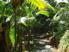 大西洋岸森林南東部の保護区群 Atlantic Forest South-East Reserves