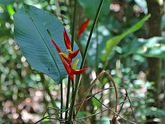 大西洋岸森林南東部の保護区群 Atlantic Forest South-East Reserves