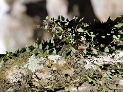 大西洋岸森林南東部の保護区群 Atlantic Forest South-East Reserves
