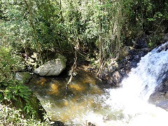 大西洋岸森林南東部の保護区群 Atlantic Forest South-East Reserves