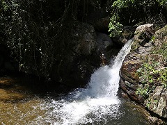 大西洋岸森林南東部の保護区群 Atlantic Forest South-East Reserves