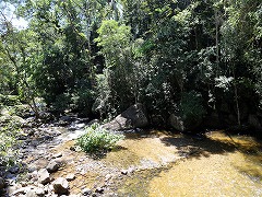 大西洋岸森林南東部の保護区群 Atlantic Forest South-East Reserves
