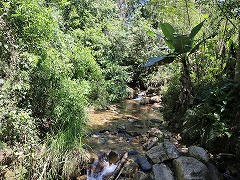 大西洋岸森林南東部の保護区群 Atlantic Forest South-East Reserves