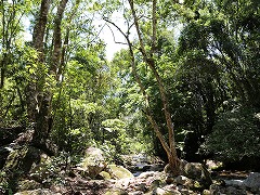 大西洋岸森林南東部の保護区群 Atlantic Forest South-East Reserves