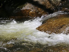 大西洋岸森林南東部の保護区群 Atlantic Forest South-East Reserves