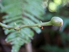 大西洋岸森林南東部の保護区群 Atlantic Forest South-East Reserves