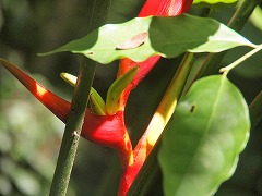 大西洋岸森林南東部の保護区群 Atlantic Forest South-East Reserves