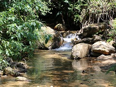 大西洋岸森林南東部の保護区群 Atlantic Forest South-East Reserves