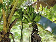 大西洋岸森林南東部の保護区群 Atlantic Forest South-East Reserves