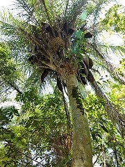 大西洋岸森林南東部の保護区群 Atlantic Forest South-East Reserves