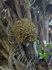 大西洋岸森林南東部の保護区群 Atlantic Forest South-East Reserves