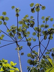 大西洋岸森林南東部の保護区群 Atlantic Forest South-East Reserves