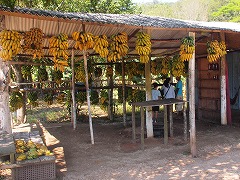 大西洋岸森林南東部の保護区群 Atlantic Forest South-East Reserves
