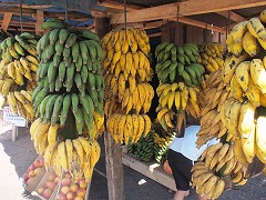 大西洋岸森林南東部の保護区群 Atlantic Forest South-East Reserves