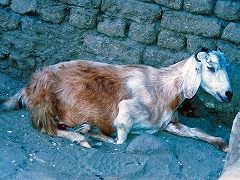 古代都市テーベとその墓地遺跡 /Ancient Thebes with its Necropolis