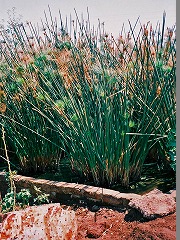 古代都市テーベとその墓地遺跡 /Ancient Thebes with its Necropolis