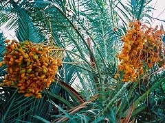古代都市テーベとその墓地遺跡 /Ancient Thebes with its Necropolis